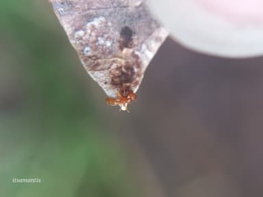 Hypoponera punctatissima photo 48