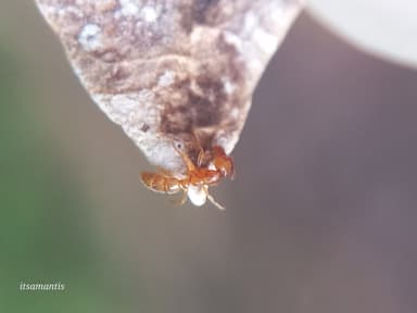 Hypoponera punctatissima photo 49