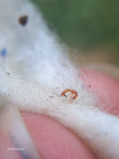 Hypoponera punctatissima photo 50