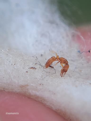 Hypoponera punctatissima photo 51