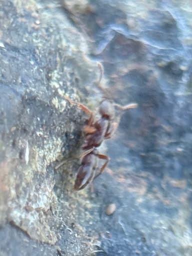 Hypoponera punctatissima photo 53