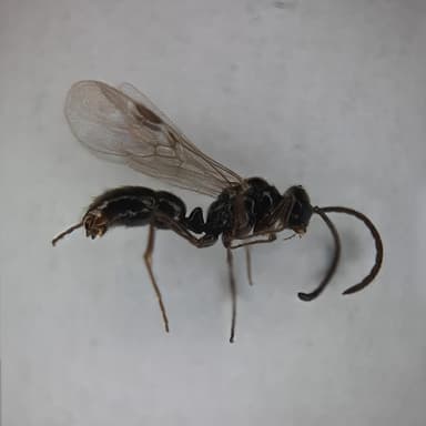 Hypoponera punctatissima photo 54