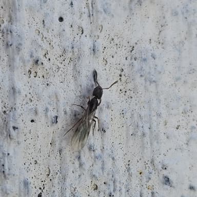 Hypoponera punctatissima photo 55