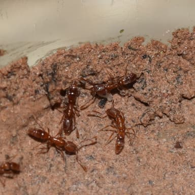 Hypoponera punctatissima — queen photo 56