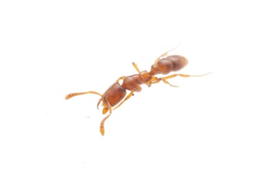 Hypoponera punctatissima photo 57