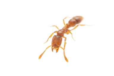 Hypoponera punctatissima photo 58