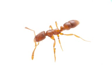 Hypoponera punctatissima photo 59