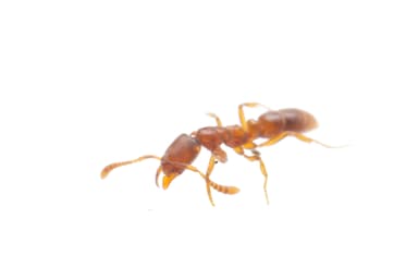 Hypoponera punctatissima photo 61
