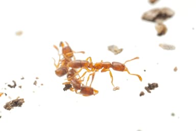 Hypoponera punctatissima photo 62