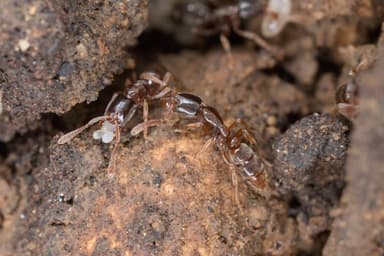 Hypoponera punctatissima photo 63