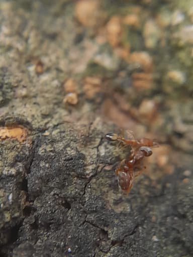 Hypoponera punctatissima photo 64