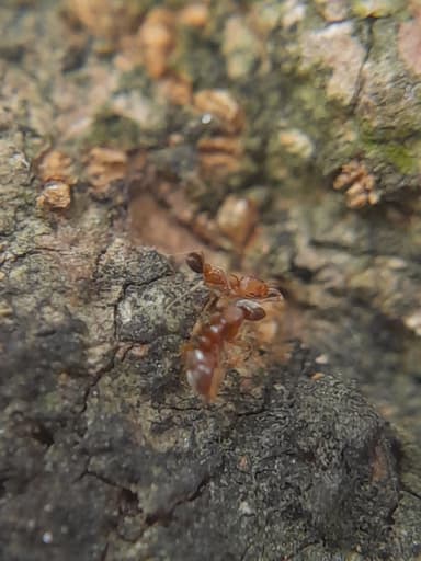 Hypoponera punctatissima photo 65