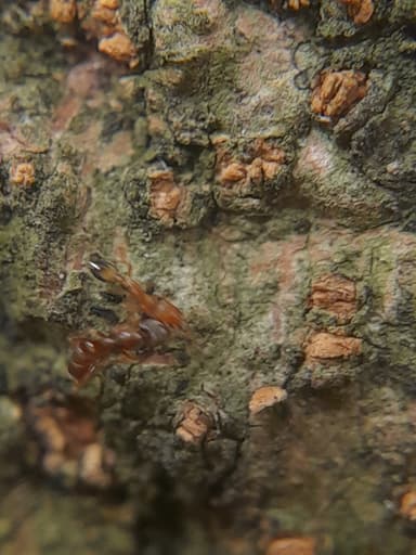 Hypoponera punctatissima photo 66