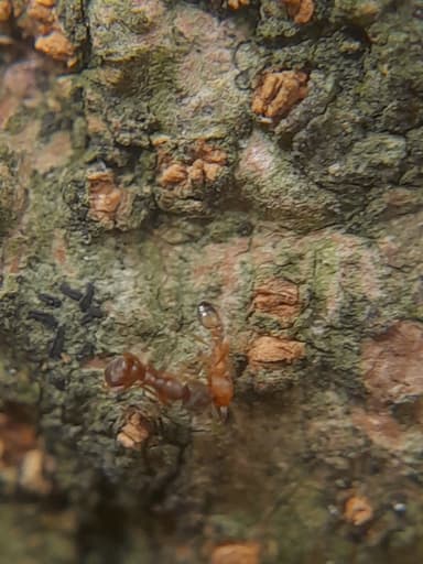 Hypoponera punctatissima photo 67