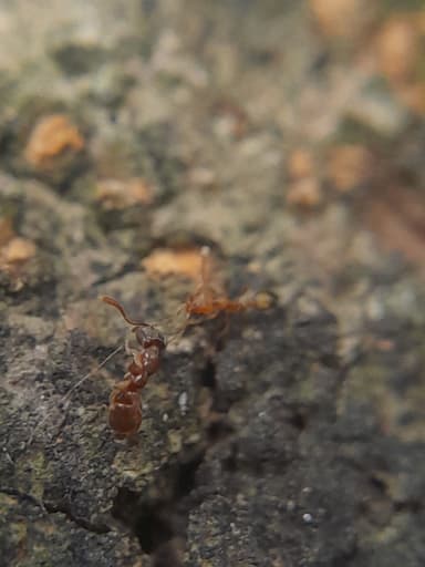 Hypoponera punctatissima photo 68