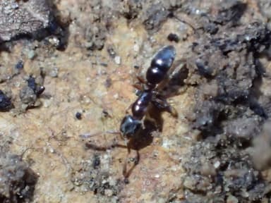 Hypoponera punctatissima photo 69