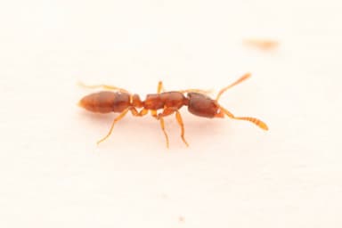 Hypoponera punctatissima photo 71