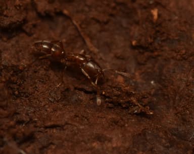 Hypoponera punctatissima photo 73