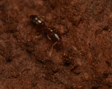 Hypoponera punctatissima photo 75