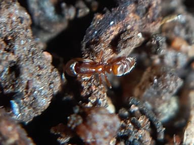 Hypoponera punctatissima photo 76