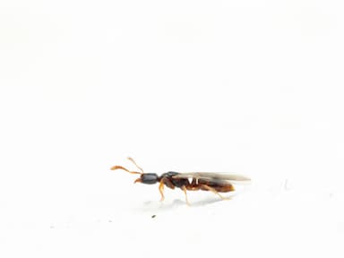 Hypoponera punctatissima photo 78