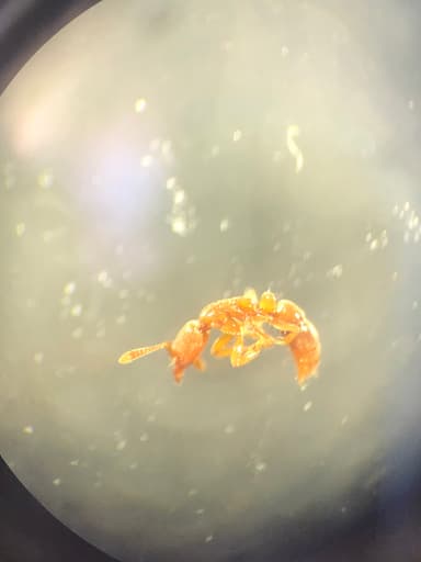Hypoponera punctatissima photo 80