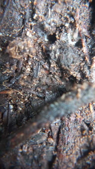 Hypoponera punctatissima photo 81