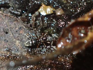 Hypoponera punctatissima photo 82