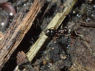 Hypoponera punctatissima photo 83