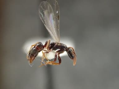 Hypoponera punctatissima — queen photo 84
