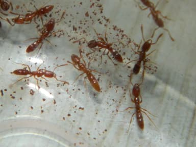 Hypoponera punctatissima — queen photo 85