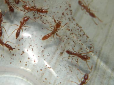 Hypoponera punctatissima — queen photo 86