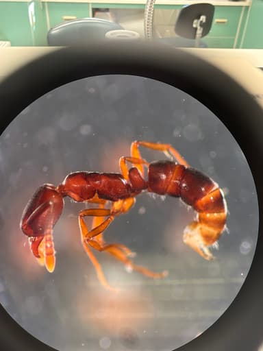 Hypoponera punctatissima photo 87