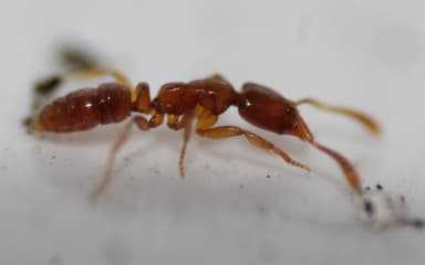 Hypoponera punctatissima photo 88