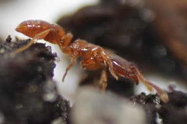 Hypoponera punctatissima photo 89