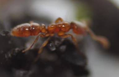Hypoponera punctatissima photo 90