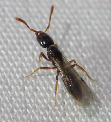 Hypoponera punctatissima — queen photo 91
