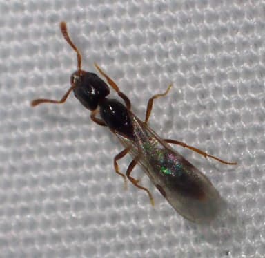 Hypoponera punctatissima — queen photo 92
