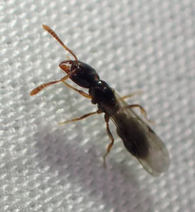 Hypoponera punctatissima — queen photo 93
