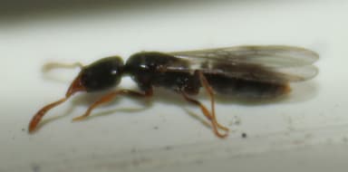 Hypoponera punctatissima — queen photo 94