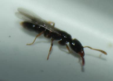 Hypoponera punctatissima — queen photo 95
