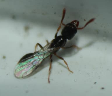 Hypoponera punctatissima — queen photo 96