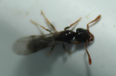 Hypoponera punctatissima — queen photo 97