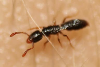 Hypoponera punctatissima photo 98