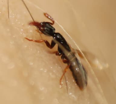 Hypoponera punctatissima photo 99