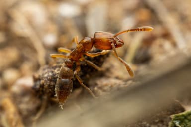 Hypoponera punctatissima — worker photo 100