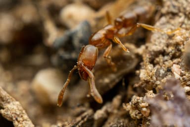 Hypoponera punctatissima — worker photo 101