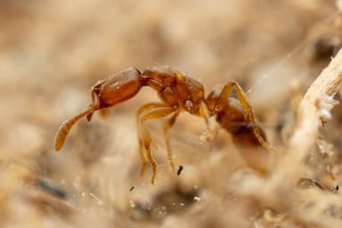 Hypoponera punctatissima — worker photo 102