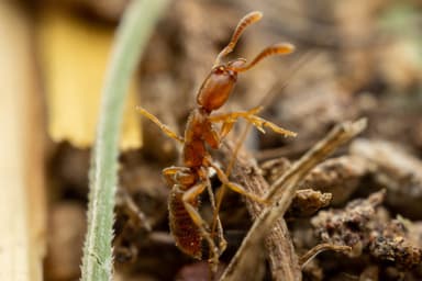 Hypoponera punctatissima — worker photo 103