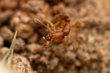 Hypoponera punctatissima — worker photo 104